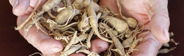 Beneficios Del Ginseng Para La Salud Sexual Masculina Vitabasix